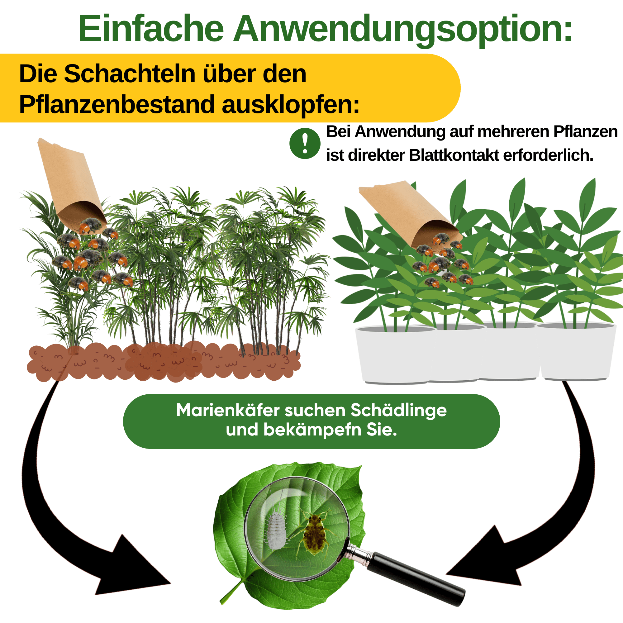 Cryptoalemus (Australischer Marienkäfer) gegen Schmier - & Blattläuse - Green Guardia - Ihr Experte für Schädlinge und Pflanzen