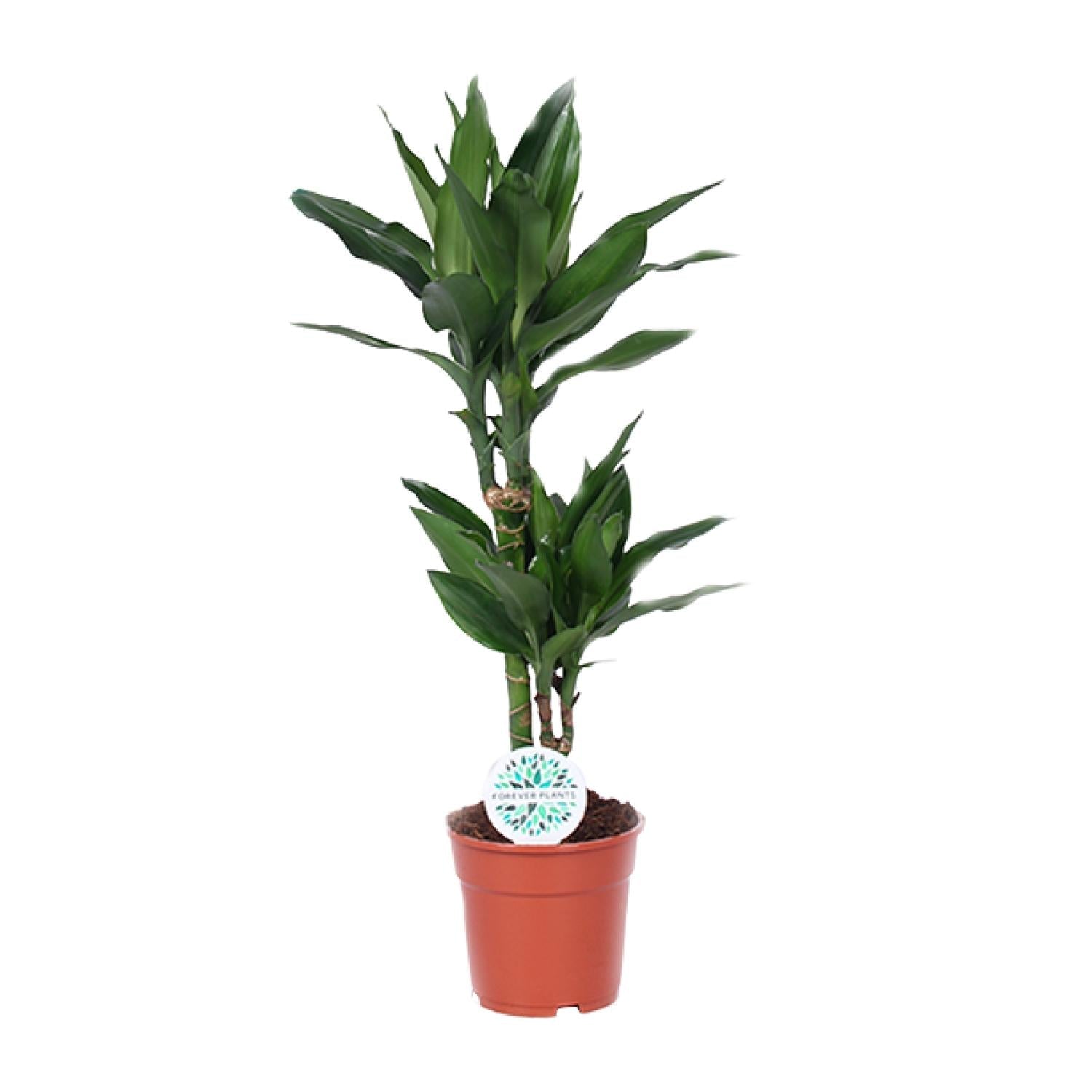Dracaena Janet Lind – Drachenbaum - 70 - 130 cm - Green Guardia - Ihr Experte für Schädlinge und Pflanzen