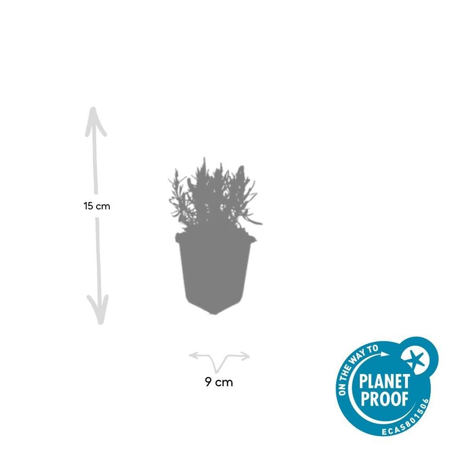 Echter Lavendel ‘Munstead’ (Lavandula angustifolia) – 10–25 cm, Ø9 cm - Green Guardia - Ihr Experte für Schädlinge und Pflanzen