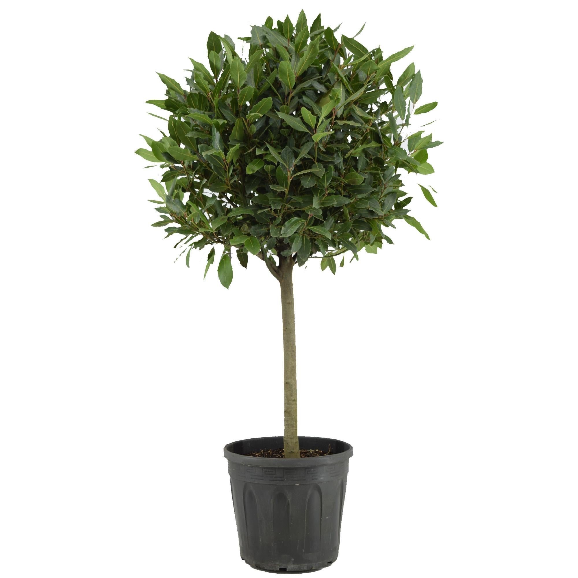 Echter Lorbeer (Laurus nobilis) – 35–130 cm - Green Guardia - Ihr Experte für Schädlinge und Pflanzen