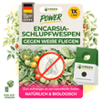 Encarsia parasitic wasps against whiteflies
