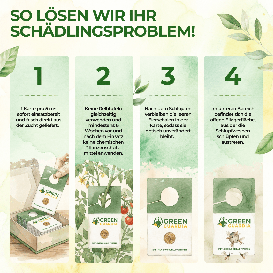 Encarsia-Schlupfwespen gegen Weiße Fliegen - Green Guardia - Ihr Experte für Schädlinge und Pflanzen