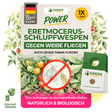 Eretmocerus-Schlupfwespen gegen Weiße- & Tabak Fliegen