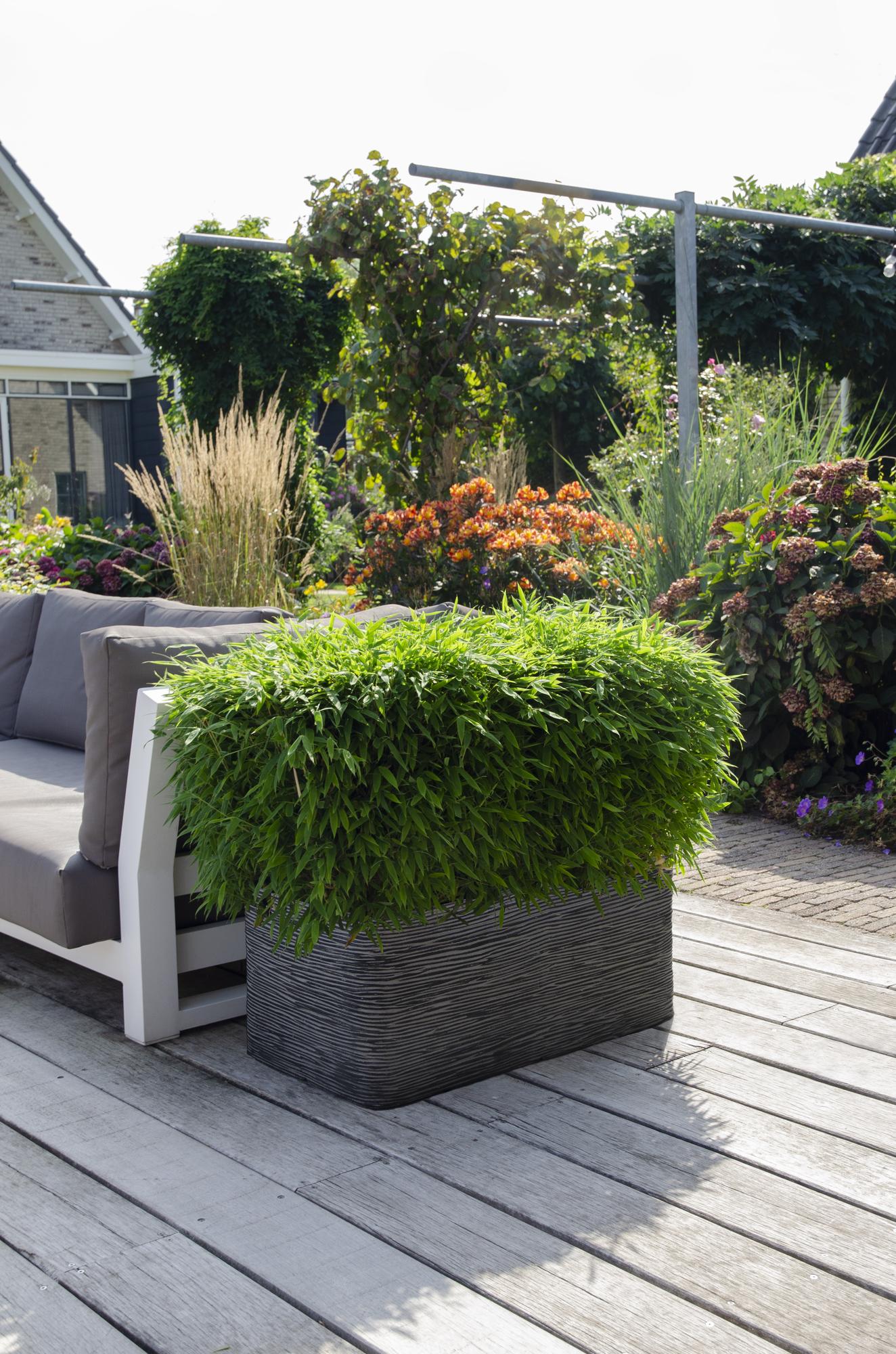 Fargesia ‘Moontears’® Boobux – kompakter Gartenbambus, 29 cm Topf, 70 cm Höhe - Green Guardia - Ihr Experte für Schädlinge und Pflanzen