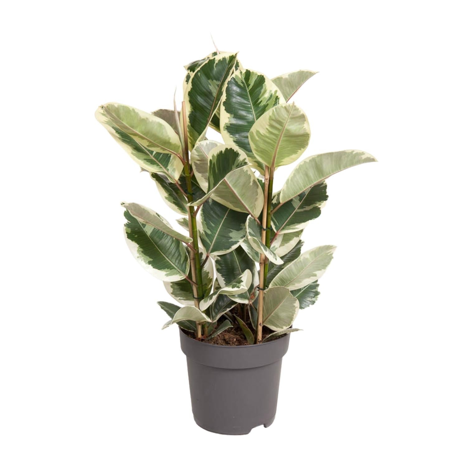 Ficus elastica ‘Tineke’ – 50–100 cm - Green Guardia - Ihr Experte für Schädlinge und Pflanzen