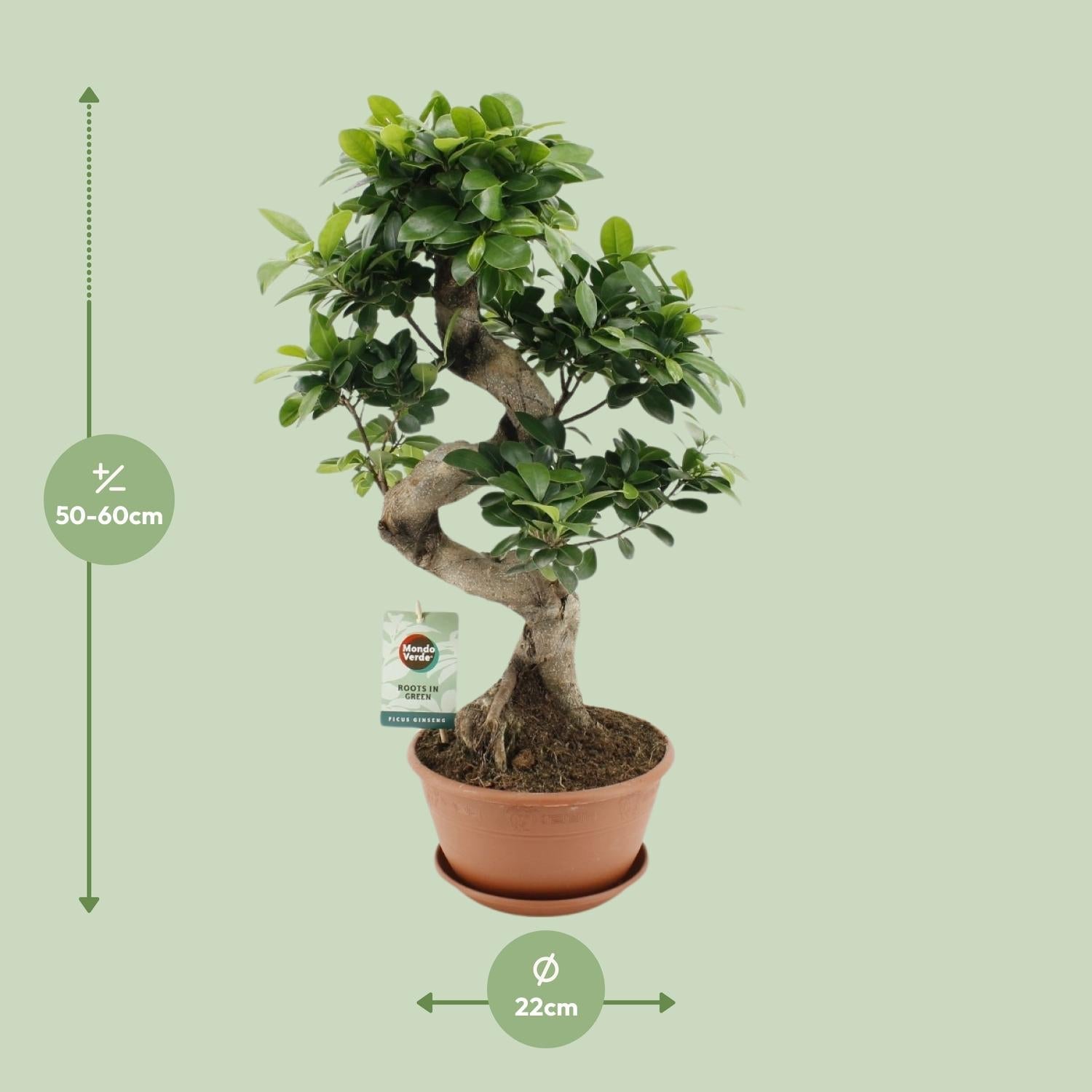 Ficus Ginseng – Bonsai - Feige, 40–70 cm - Green Guardia - Ihr Experte für Schädlinge und Pflanzen