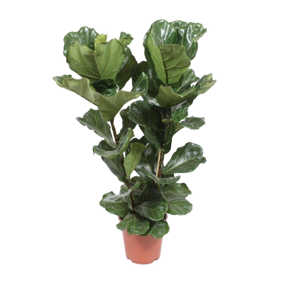 thripse geigenfeige Ficus Lyrata – Geigenfeige