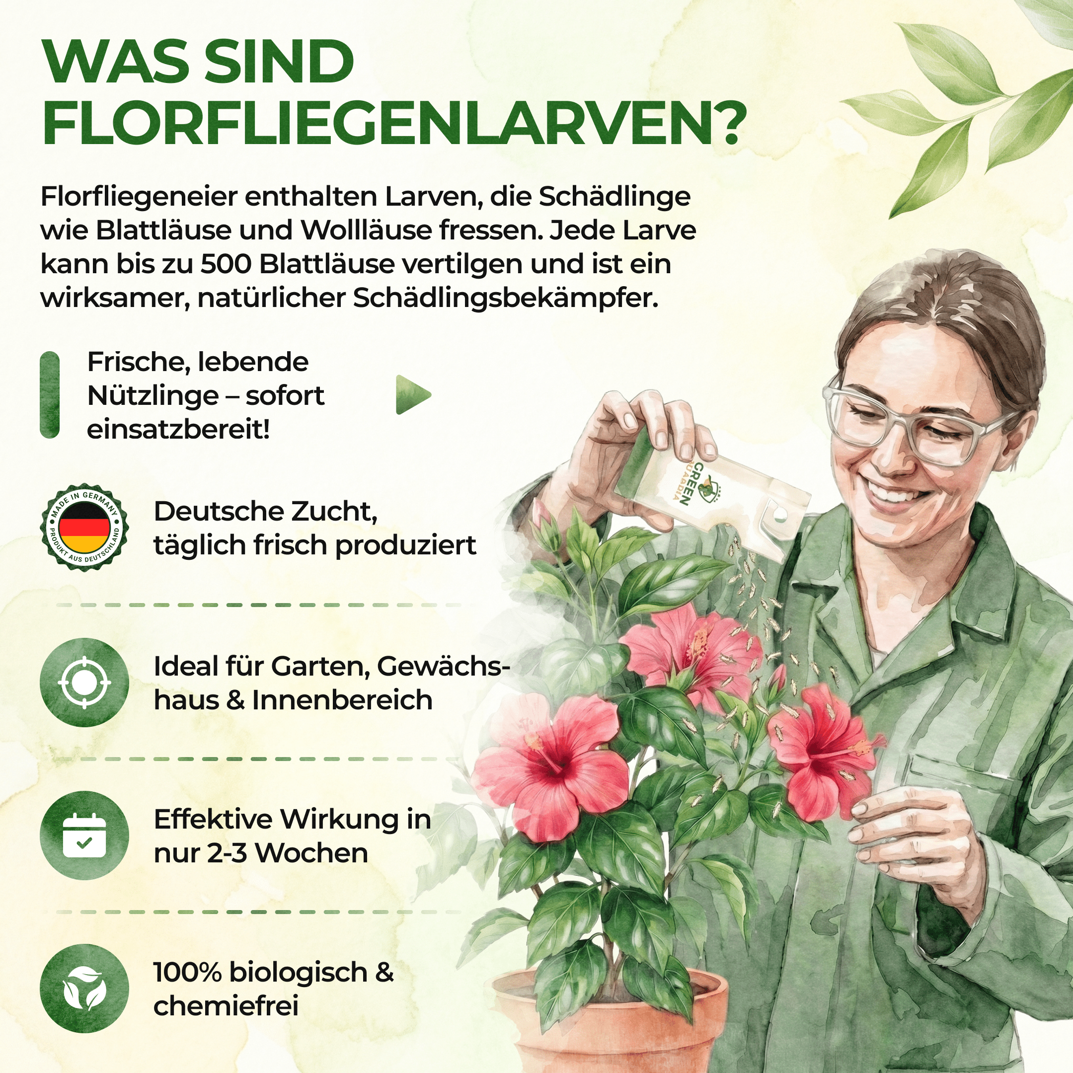 Florfliegenlarven - Eier gegen Blattläuse, Wollläuse - Green Guardia - Ihr Experte für Schädlinge und Pflanzen