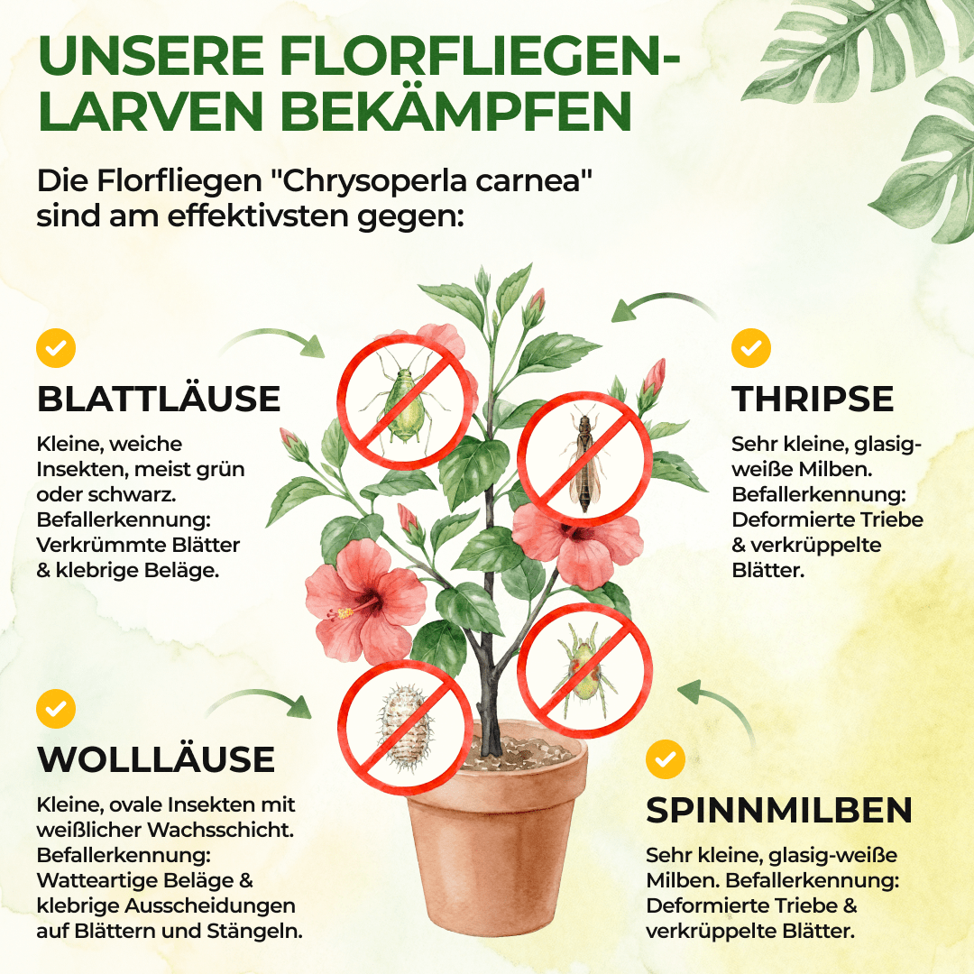 Florfliegenlarven gegen Blattläuse und Wollläuse - Green Guardia - Ihr Experte für Schädlinge und Pflanzen