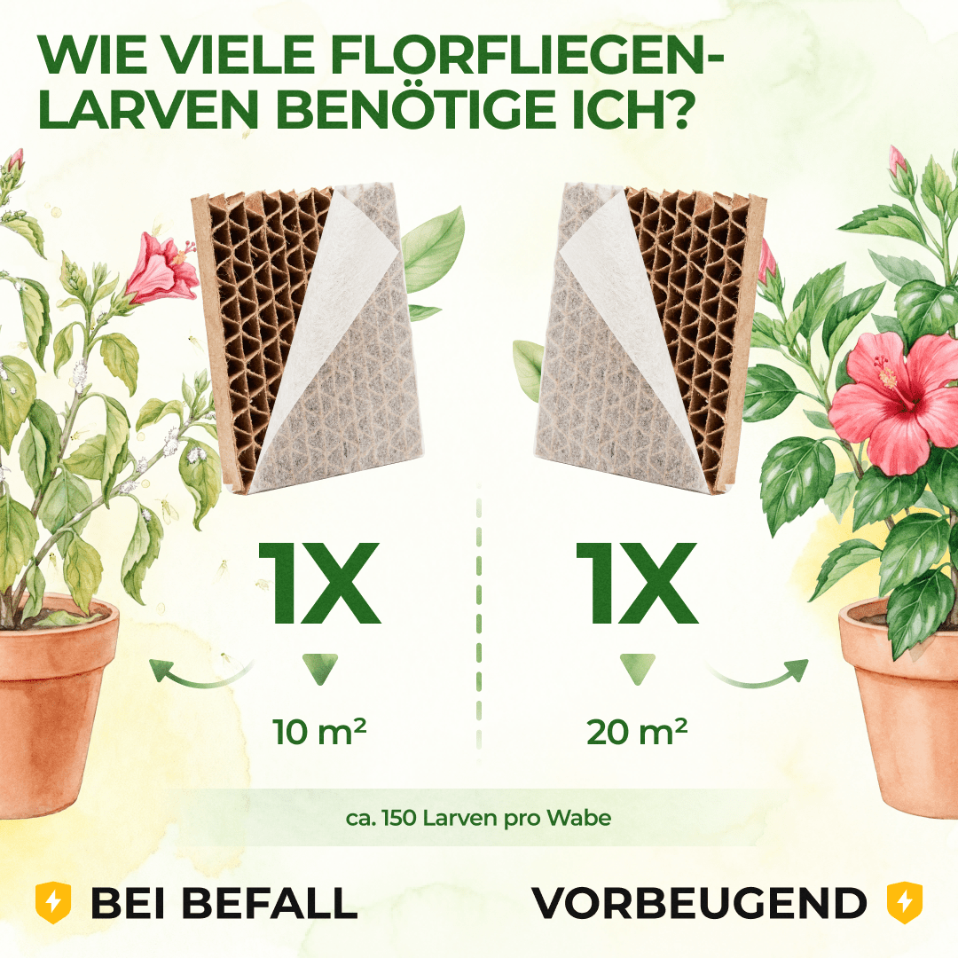 Florfliegenlarven gegen Blattläuse und Wollläuse - Green Guardia - Ihr Experte für Schädlinge und Pflanzen