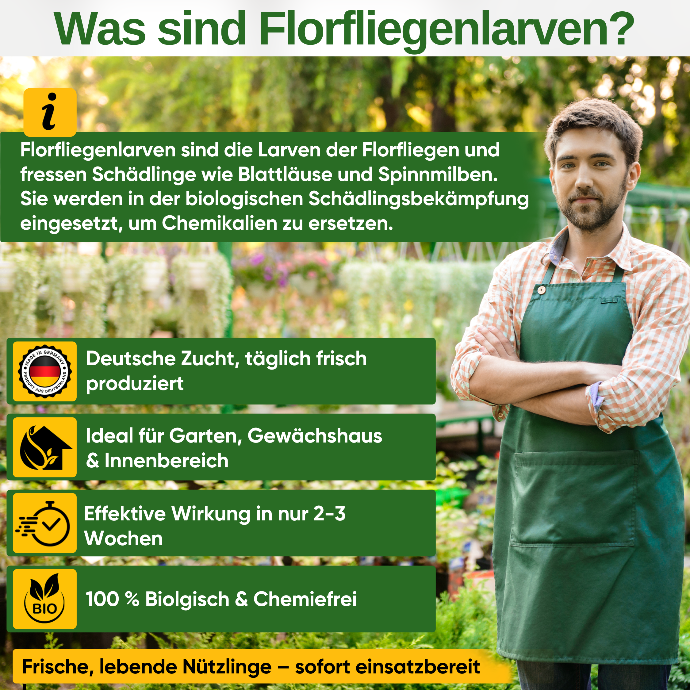 Florfliegenlarven gegen Blattläuse und Wollläuse - Green Guardia - Ihr Experte für Schädlinge und Pflanzen