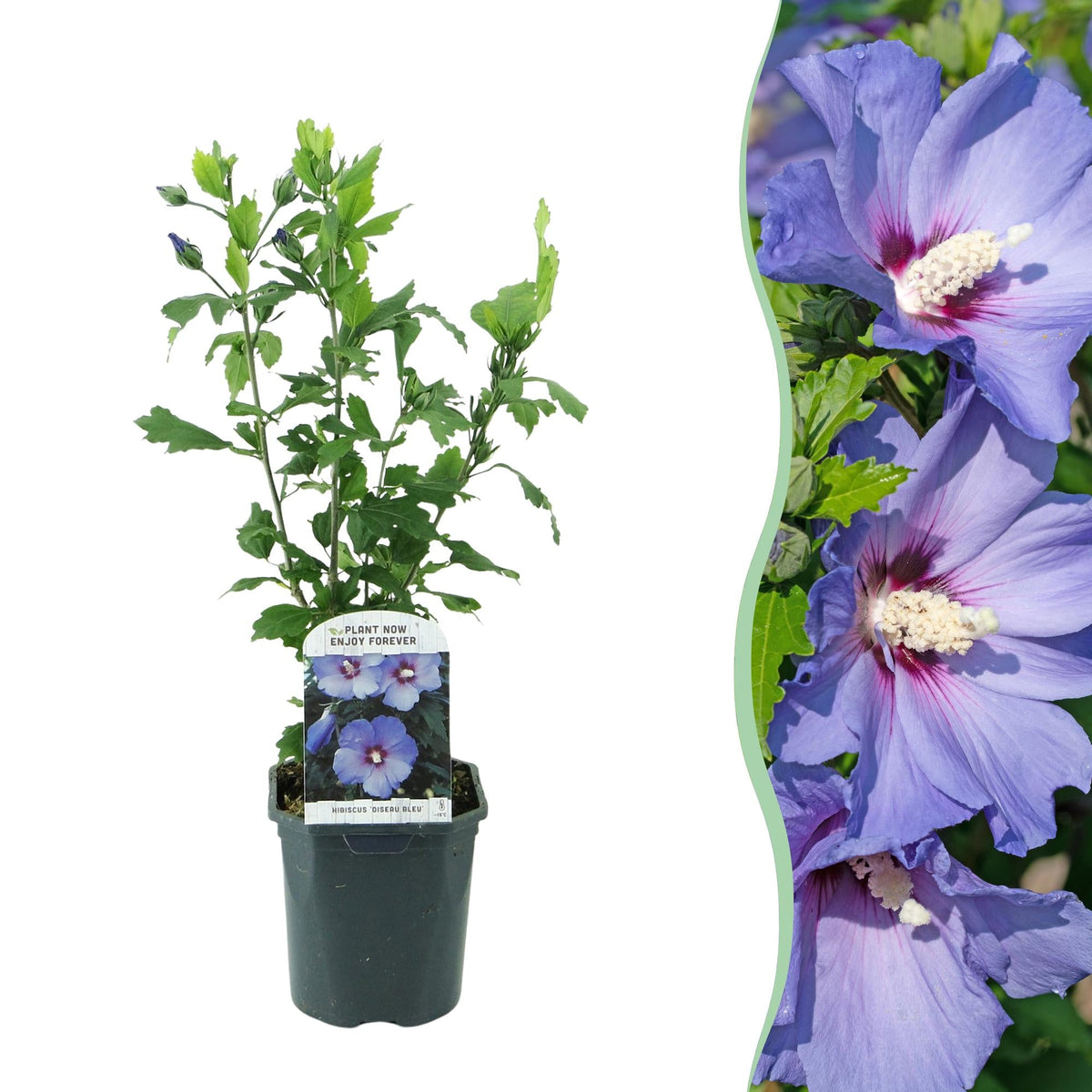 Gartenhibiskus 'Oiseau Blue' – blaue Blüten, 1 Pflanze, 17 cm Topf, 45