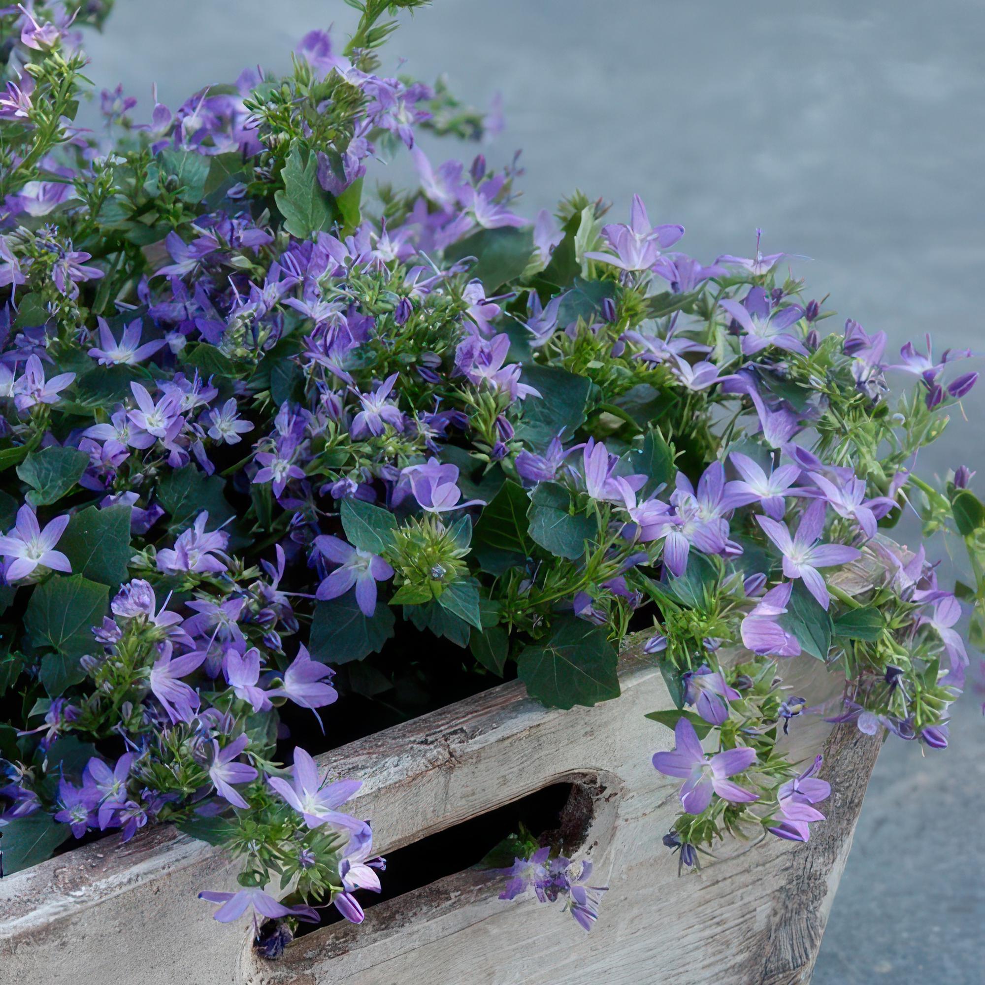 Glockenblume ‘Stella’ – kompakt wachsend, Ø9 cm, 10–25 cm hoch - Green Guardia - Ihr Experte für Schädlinge und Pflanzen