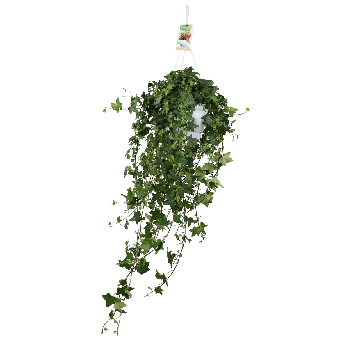 efeu hell Hedera helix 'Pitsburg' – Efeu – Hängepflanze XXL – 17-24 cm Topf