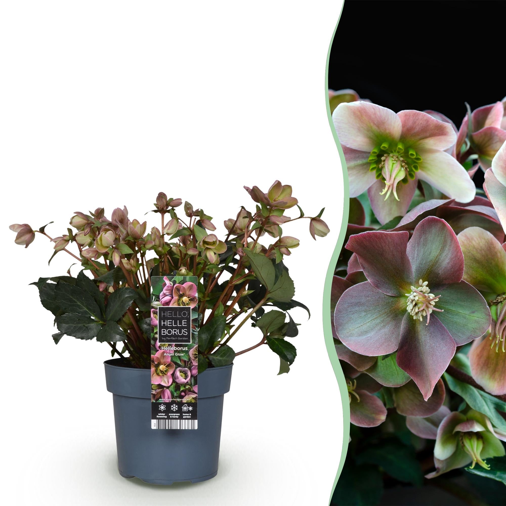Helleborus ‘Angels Glow’ – immergrün & pflegeleicht – rosa Blüte – 19 cm Topf, ca. 50 cm hoch - Green Guardia - Ihr Experte für Schädlinge und Pflanzen