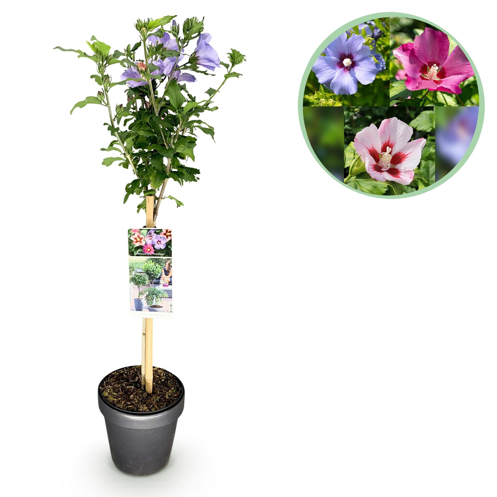 Hibiscus syriacus ‘Tricolour’ – Stämmchen für Terrasse und Garten, 19 cm Topf, 90 cm Höhe - Green Guardia - Ihr Experte für Schädlinge und Pflanzen