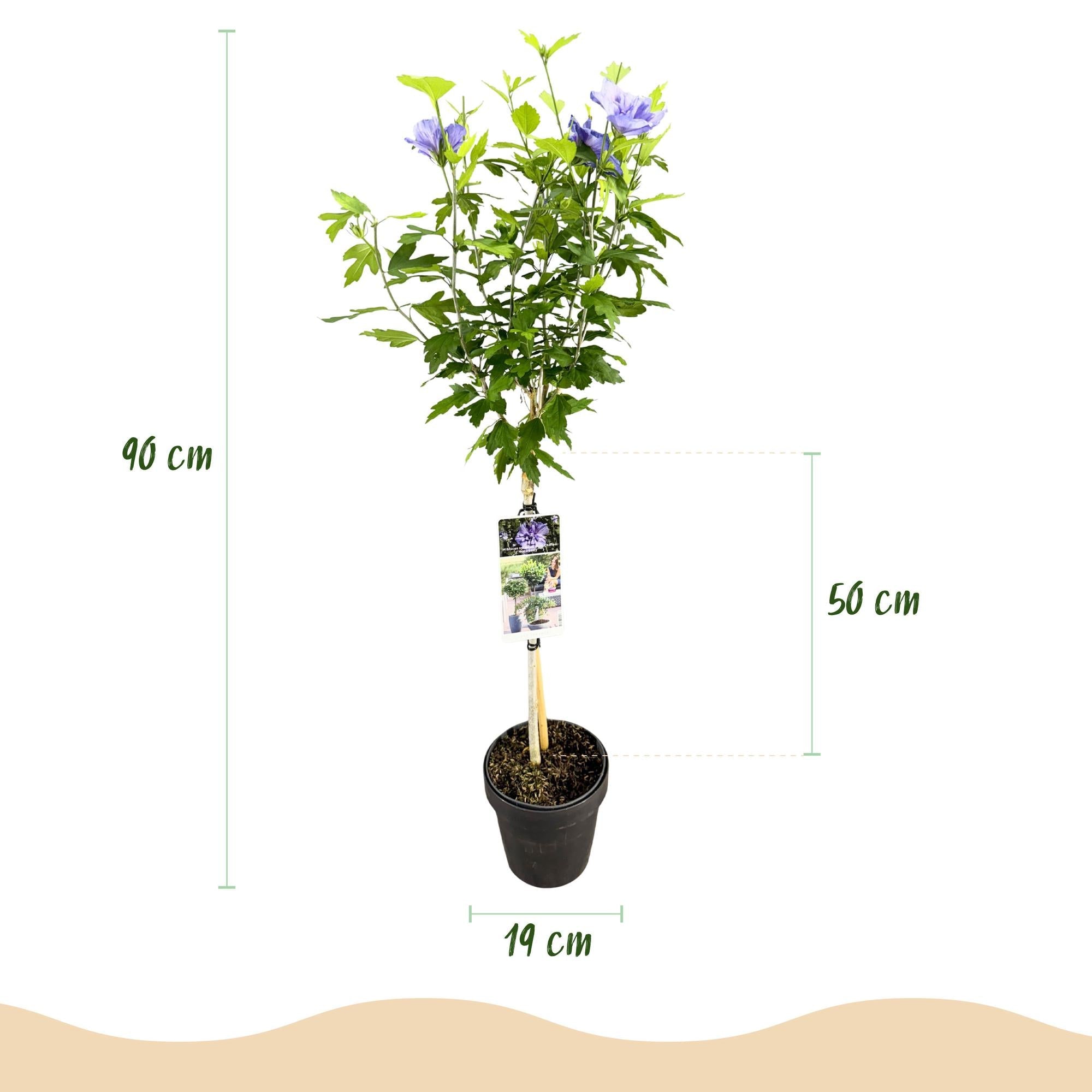 Hibiskus Blue Chiffon® – laubabwerfende, pflegeleichte Stammpflanze, 19 cm Topf, 90 cm hoch - Green Guardia - Ihr Experte für Schädlinge und Pflanzen