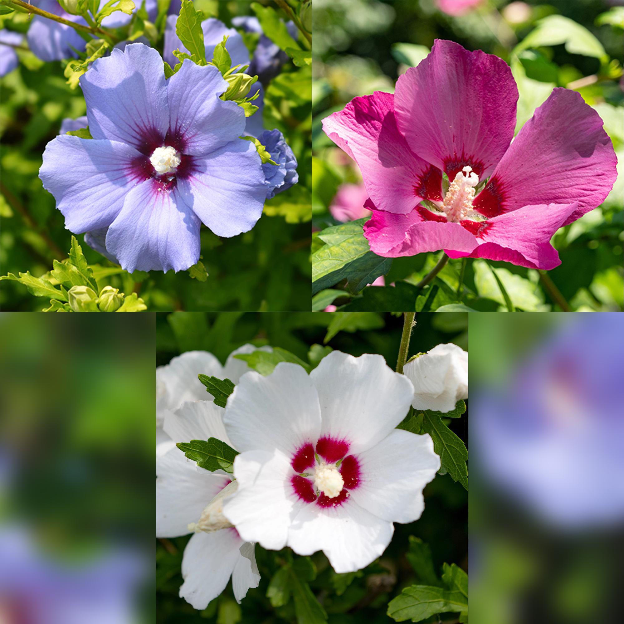Hibiskus Tricolour – dreifarbige Blüten, 3 Pflanzen im 17 - cm - Topf, 45 cm Höhe - Green Guardia - Ihr Experte für Schädlinge und Pflanzen