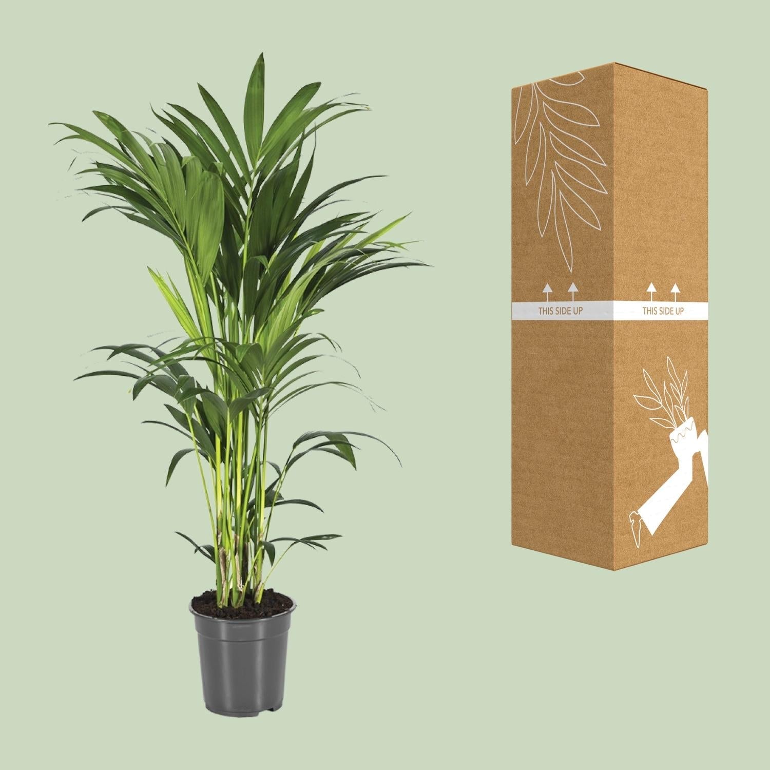 Howea forsteriana – Kentia - Palme – verschiedene Größen – ab 21 cm Topf - Green Guardia - Ihr Experte für Schädlinge und Pflanzen