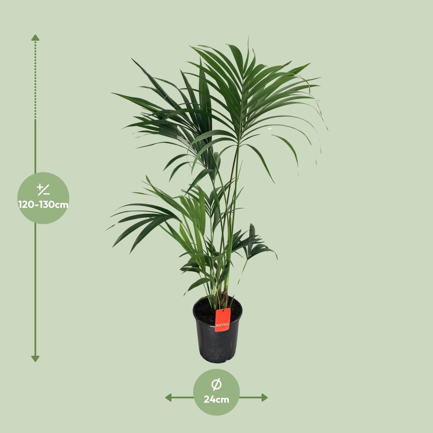 Howea forsteriana – Kentia - Palme – verschiedene Größen – ab 21 cm Topf - Green Guardia - Ihr Experte für Schädlinge und Pflanzen