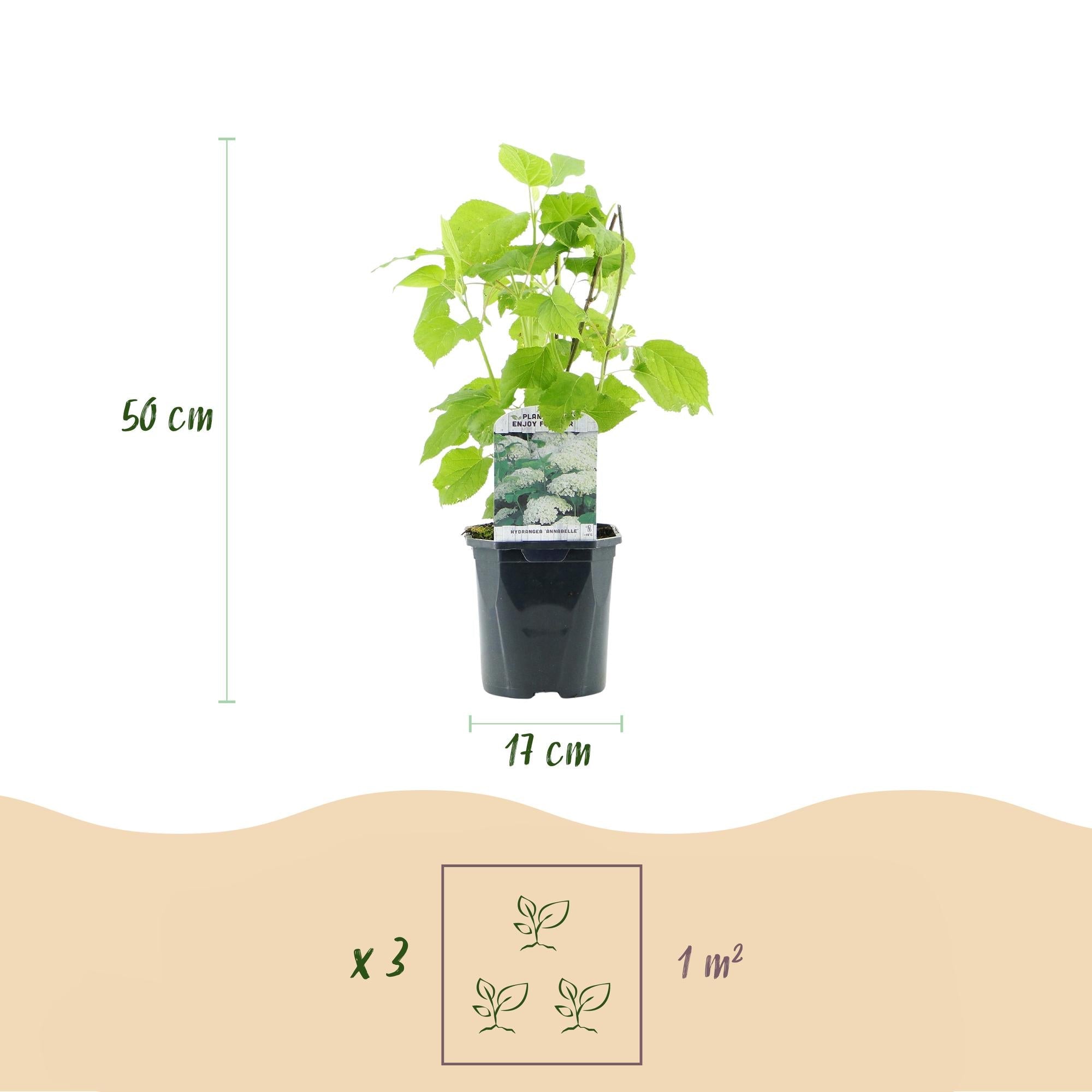 Hydrangea arborescens ‘Annabelle’ – weiße Blüten, laubabwerfend, 3 Pflanzen pro m², 17 cm Topf, 50 cm Höhe - Green Guardia - Ihr Experte für Schädlinge und Pflanzen