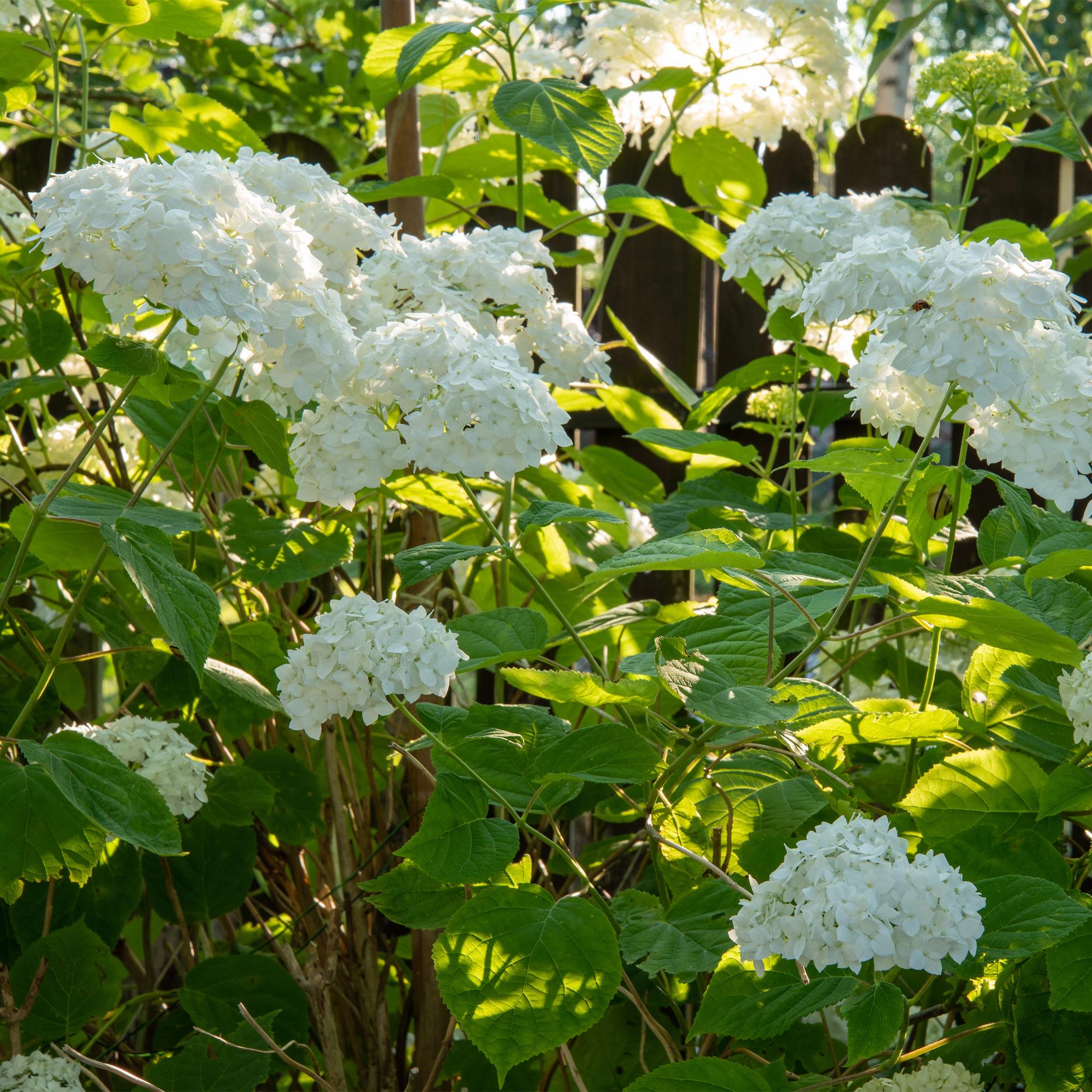 Hydrangea arborescens ‘Annabelle’ – weiße Blüten, laubabwerfend, 3 Pflanzen pro m², 17 cm Topf, 50 cm Höhe - Green Guardia - Ihr Experte für Schädlinge und Pflanzen