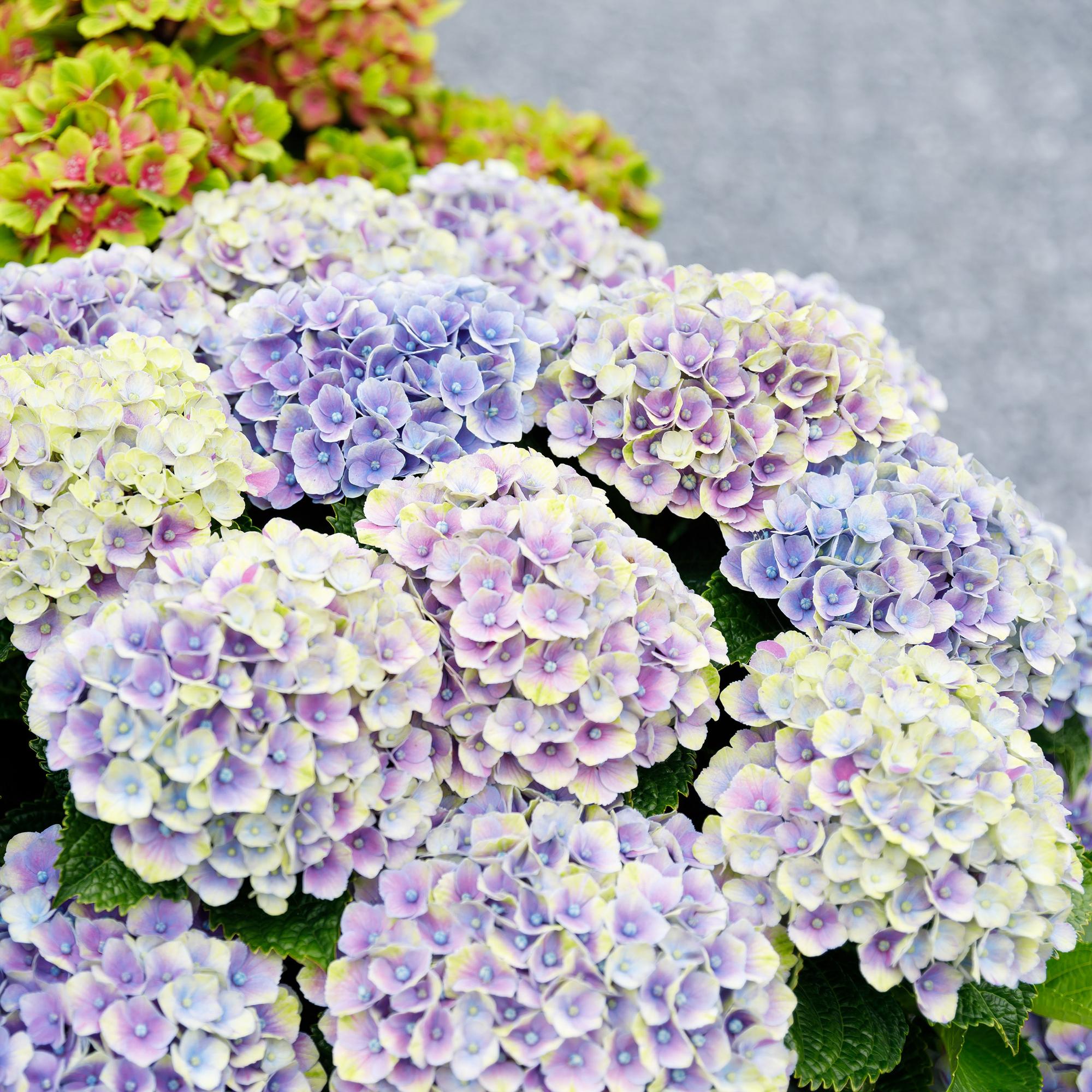 Hydrangea ‘Magical Jewel’ Blue – Hortensie, 6–10 Blüten – 23cm Topf, 55cm hoch - Green Guardia - Ihr Experte für Schädlinge und Pflanzen