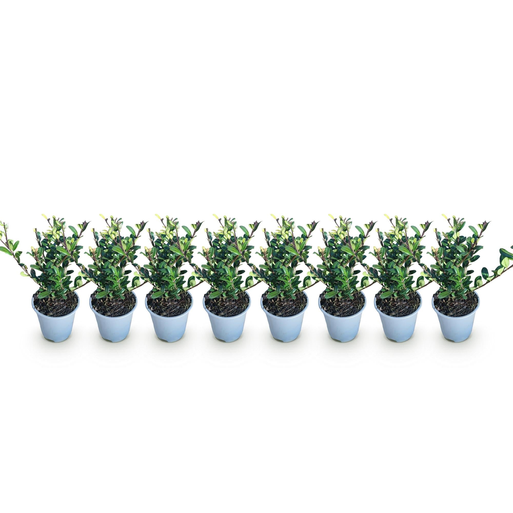 Ilex crenata ‘Caroline Upright’ – grünes Blatt – 8 Pflanzen – ca. 1 laufender Meter – immergrün – 9 cm Topf, 25–30 cm hoch - Green Guardia - Ihr Experte für Schädlinge und Pflanzen