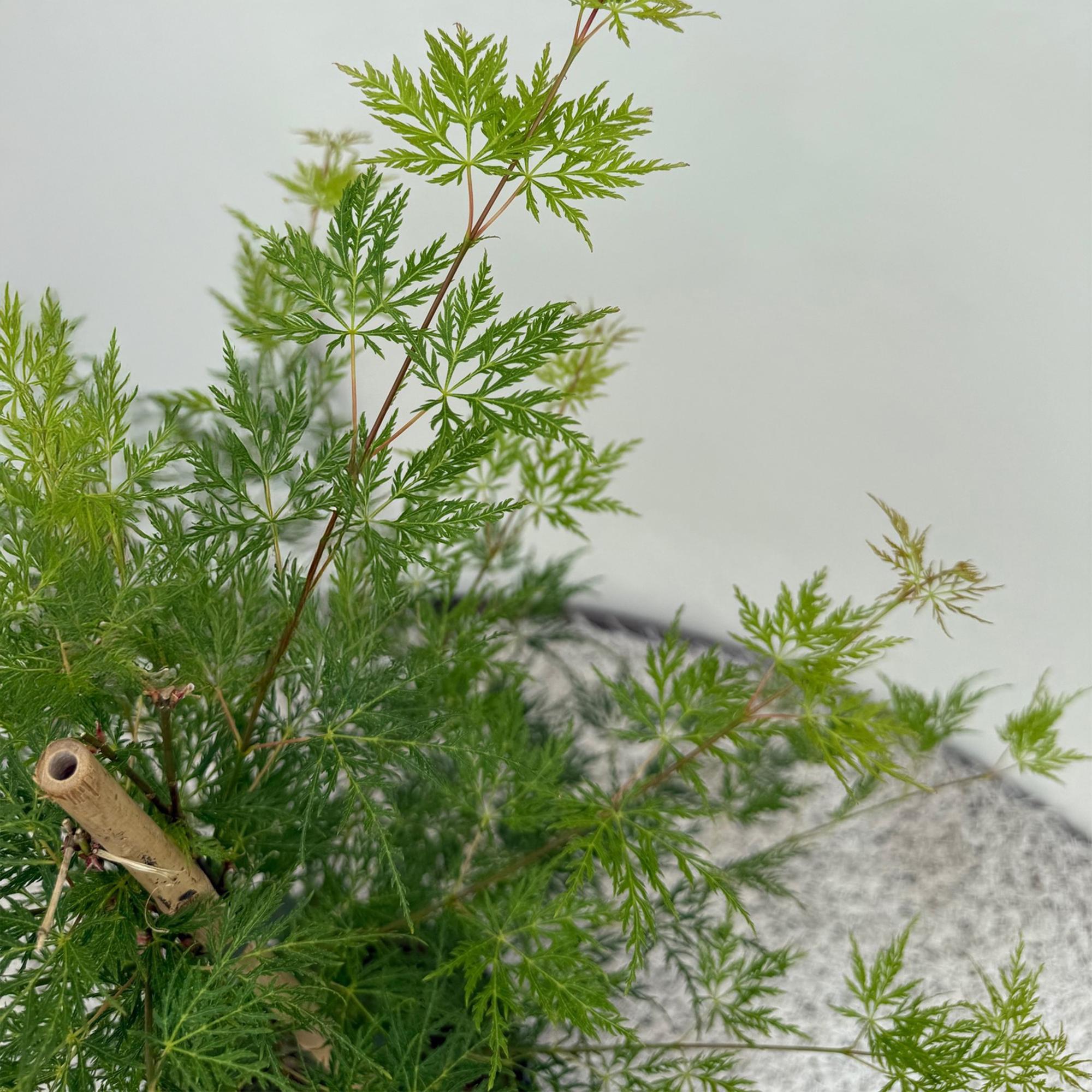 Japanischer Fächerahorn ‘Emerald Lace’ – grün, laubabwerfend, 19 cm Topf, 70 cm - Green Guardia - Ihr Experte für Schädlinge und Pflanzen