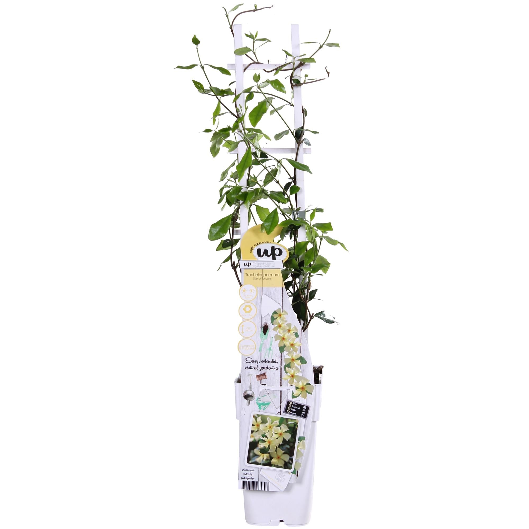 Jasmin ‘Star of Toscana’ – Trachelospermum, immergrün, 15 cm Topf, 65 cm hoch - Green Guardia - Ihr Experte für Schädlinge und Pflanzen