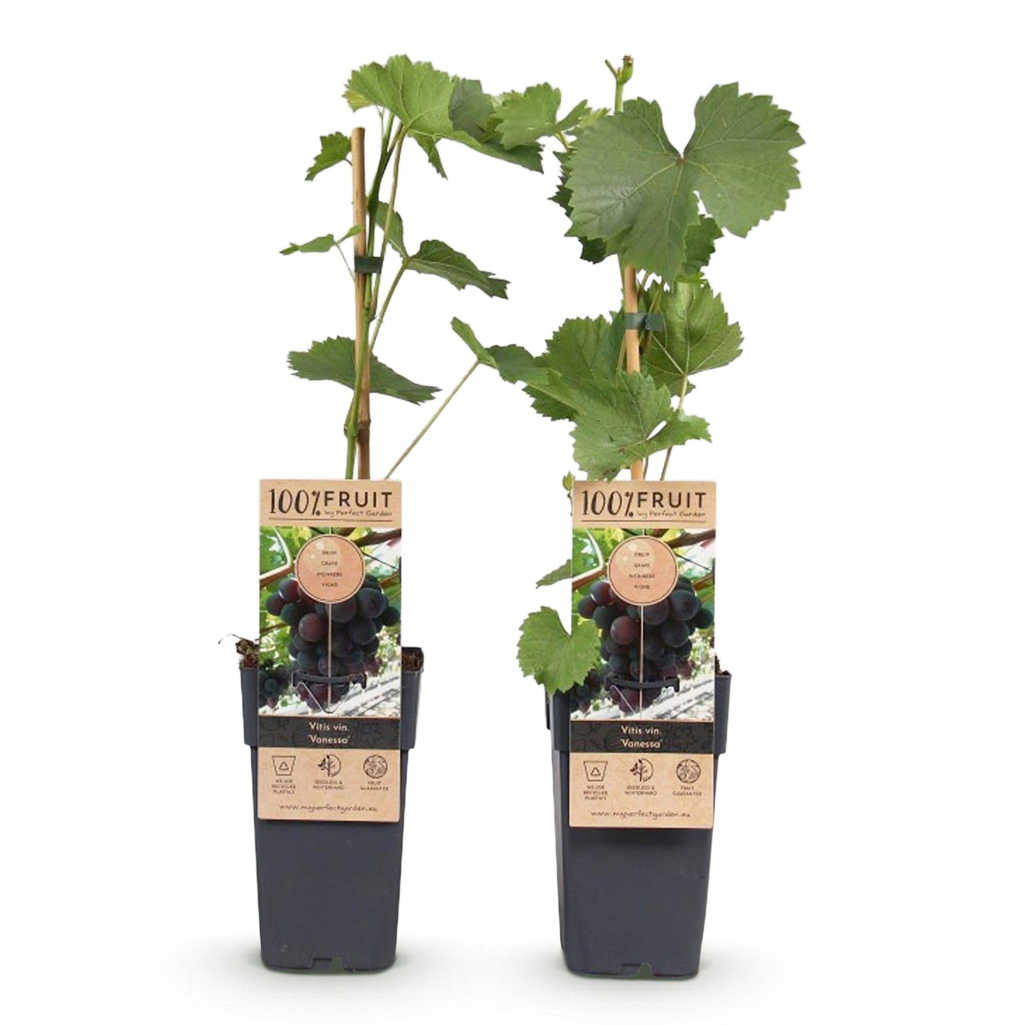 Kernlose Traube ‘Vanessa’ – Vitis vinifera, 2 Pflanzen, Topf 15 cm, Höhe 50 cm - Green Guardia - Ihr Experte für Schädlinge und Pflanzen