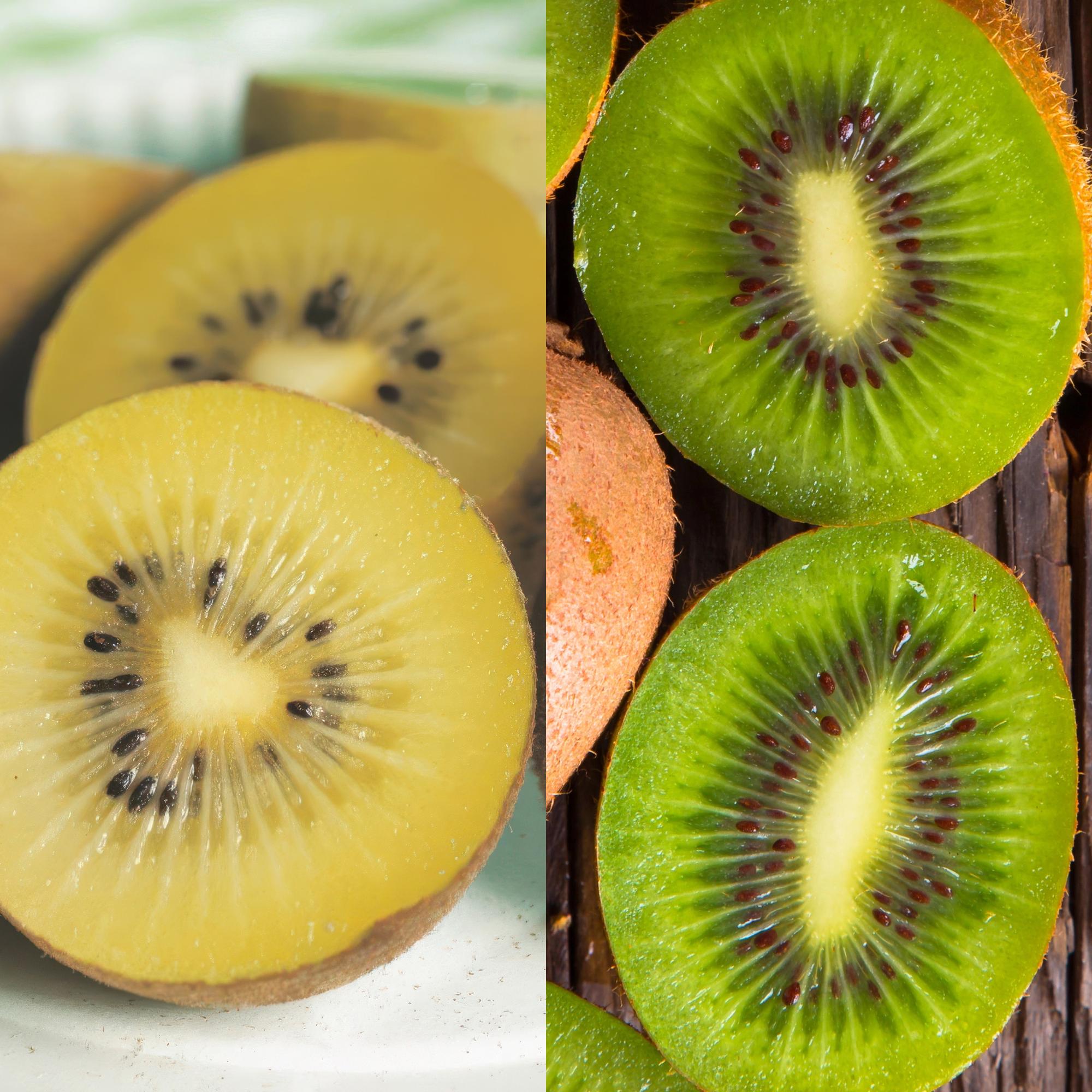 Kiwi - Pflanzen Set – Grüne ‘Jenny’ & Goldene Kiwi, 2er - Set im 15 cm Topf (Höhe ca. 50 cm) - Green Guardia - Ihr Experte für Schädlinge und Pflanzen