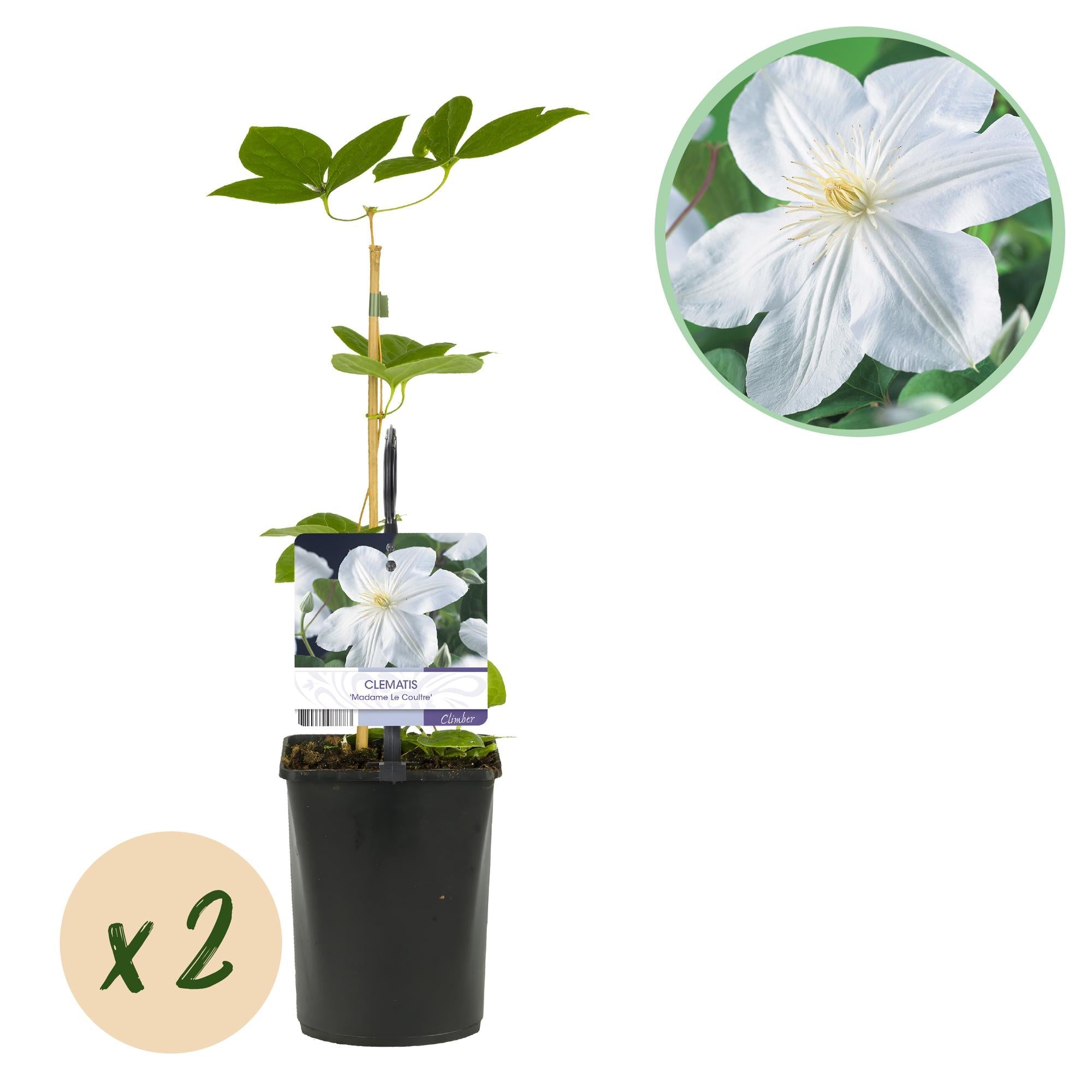 Kletterpflanze – Clematis ‘Madame Le Coultre’ – weiße Blüte – pflegeleicht – 2 Pflanzen – 11 cm Topf, ca. 40 cm hoch - Green Guardia - Ihr Experte für Schädlinge und Pflanzen