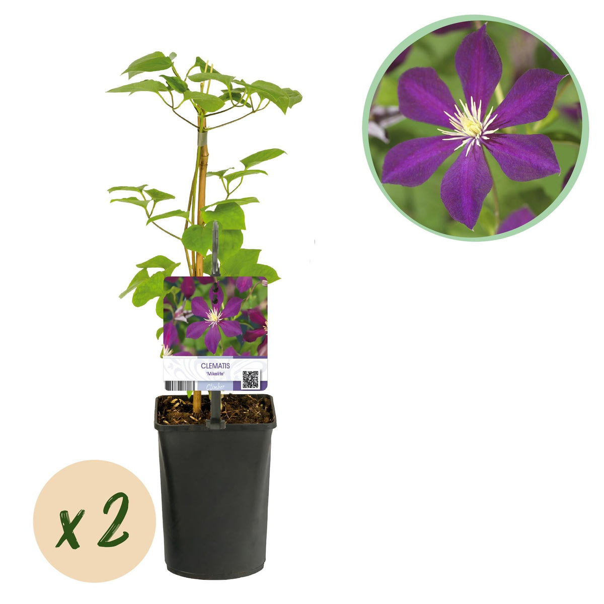 Kletterpflanze – Clematis 'Mikelite' – lila Blüte – pflegeleicht – 2 P