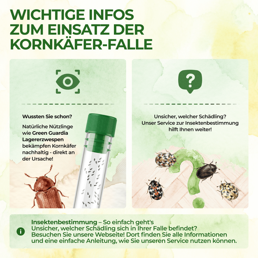 Kornkäfer Falle - Green Guardia - Ihr Experte für Schädlinge und Pflanzen