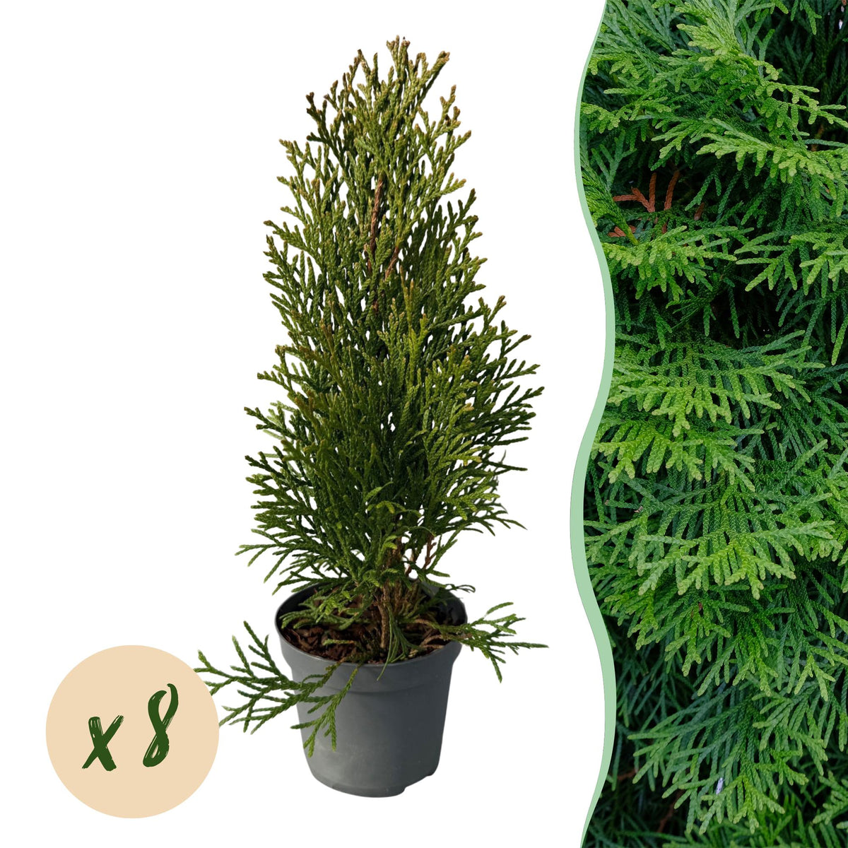 Lebensbaum 'Smaragd' (Thuja occidentalis) – 8 Pflanzen für 1 m Hecke,