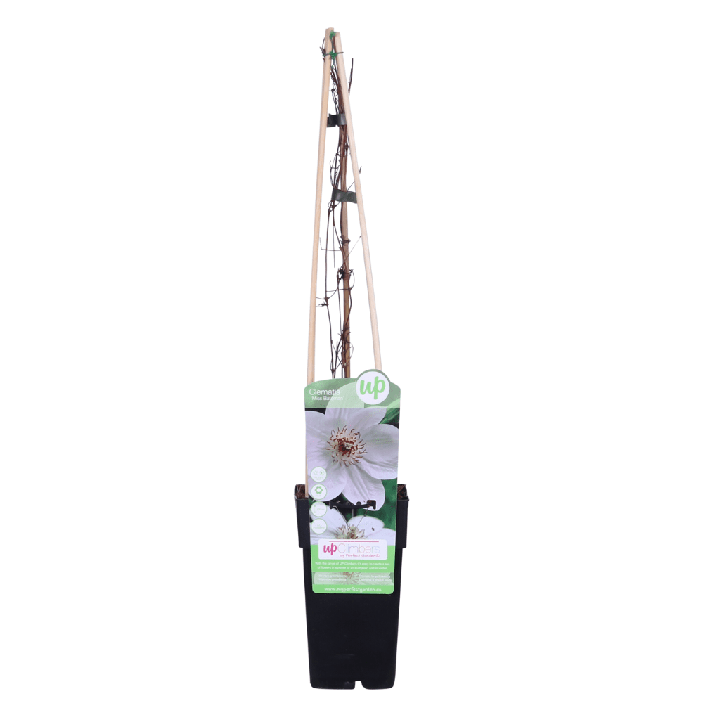 lematis ‘Miss Bateman’ – weiße Blüte, 15 cm Topf, 65 cm Höhe - Green Guardia - Ihr Experte für Schädlinge und Pflanzen