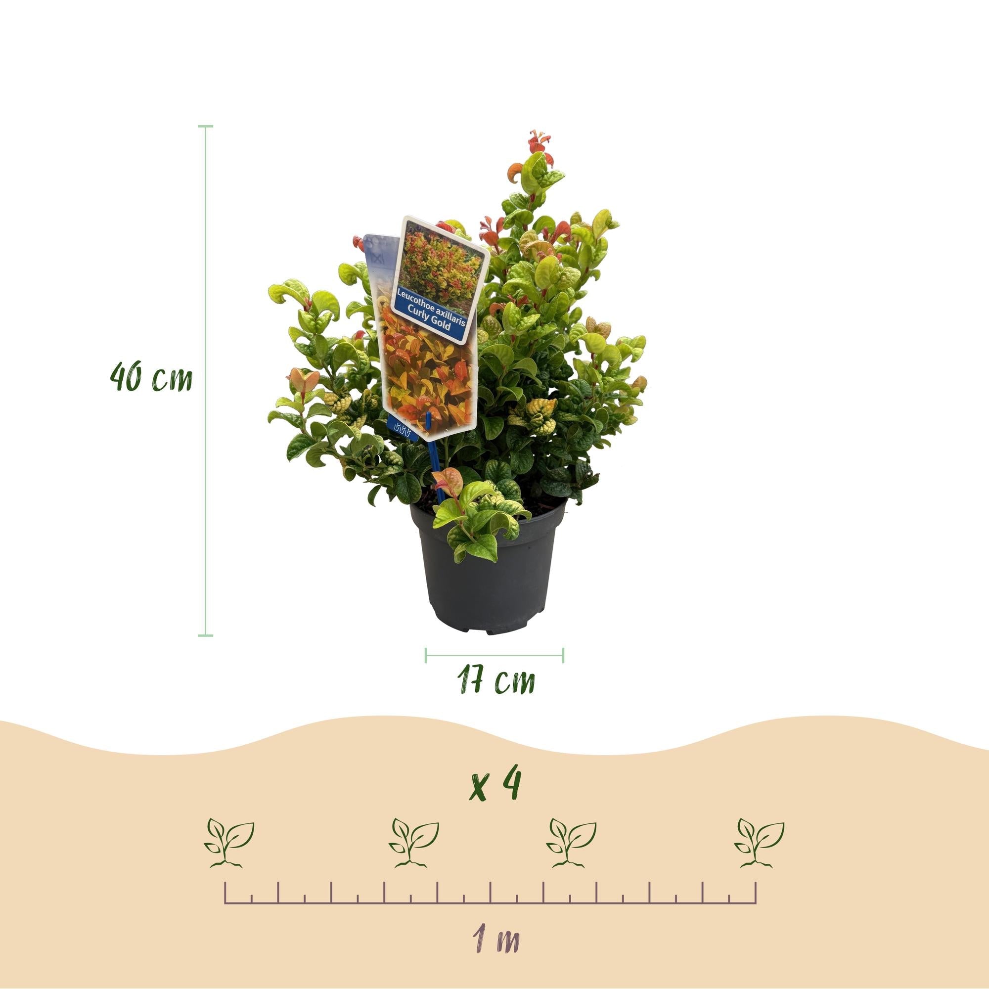 Leucothoe ‘Curly Gold’ – immergrün & pflegeleicht – gelb – 17 cm Topf, ca. 40 cm hoch - Green Guardia - Ihr Experte für Schädlinge und Pflanzen