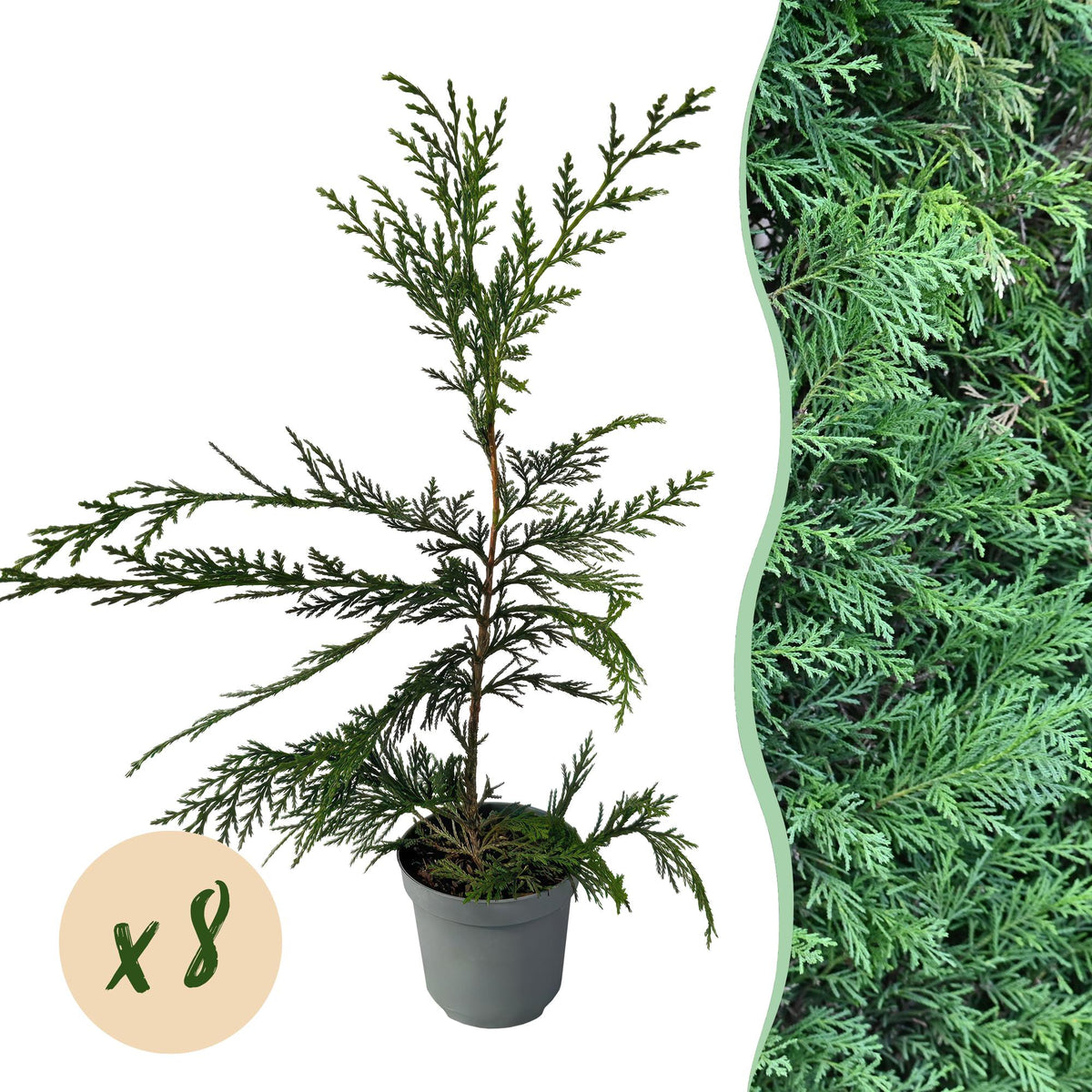 Leyland-Zypresse (Cupressocyparis leylandii) – 8 Pflanzen = 1 m Hecke,