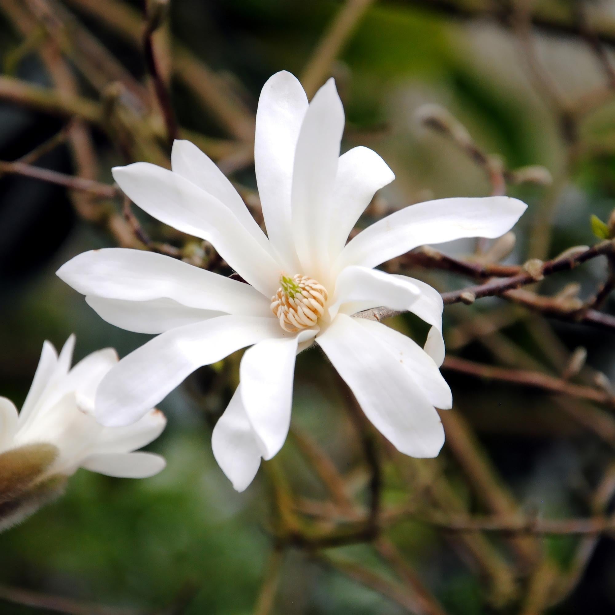 Magnolia stellata – weißblühender Zierstrauch, 1 Pflanze, 17 cm Topf, 45 cm Höhe - Green Guardia - Ihr Experte für Schädlinge und Pflanzen