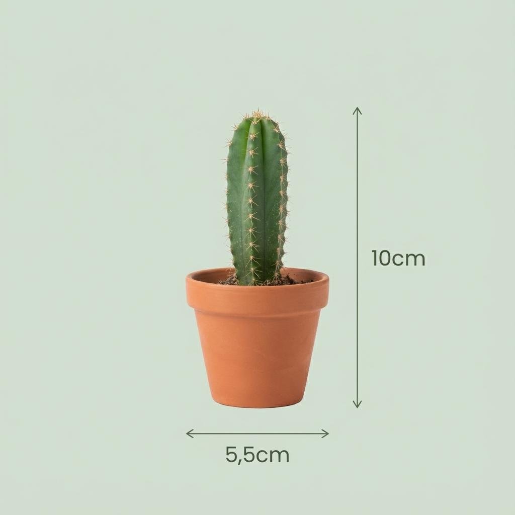 Mini - Kakteen - Set – 5,5 cm Topf, 5–10 cm hoch - Green Guardia - Ihr Experte für Schädlinge und Pflanzen