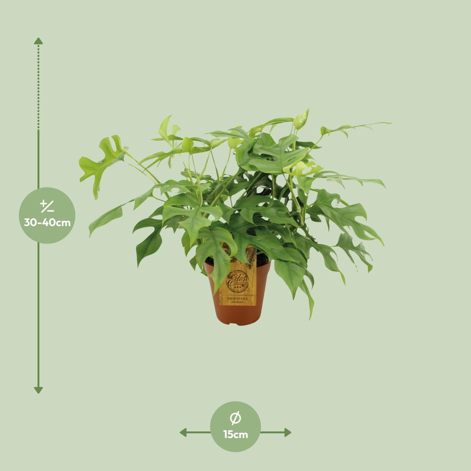 Monstera Minima – Zwerg - Fensterblatt - 25 - 80 cm - Green Guardia - Ihr Experte für Schädlinge und Pflanzen