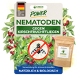 Nematoden gegen Kirschfruchtfliegen