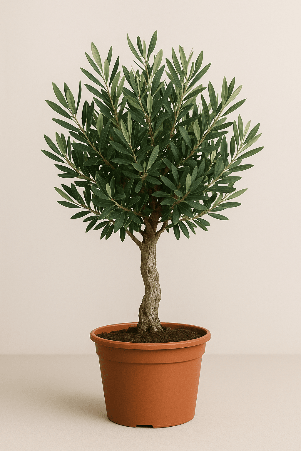 Olivenbaum (Olea europaea) – 60–90 cm - Green Guardia - Ihr Experte für Schädlinge und Pflanzen