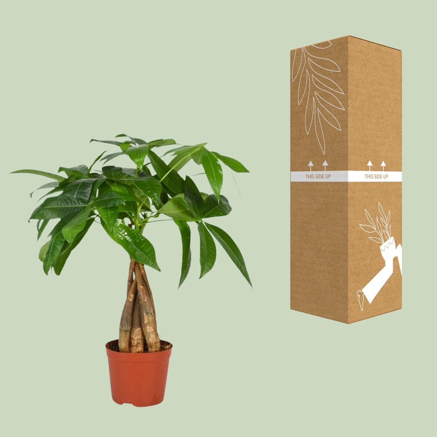 Pachira Aquatica – Glückskastanie - 35 - 120 cm - Green Guardia - Ihr Experte für Schädlinge und Pflanzen