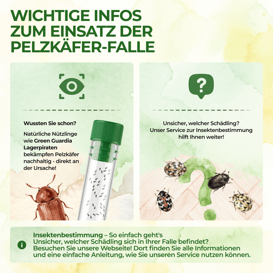 Pelzkäfer Falle - Green Guardia - Ihr Experte für Schädlinge und Pflanzen