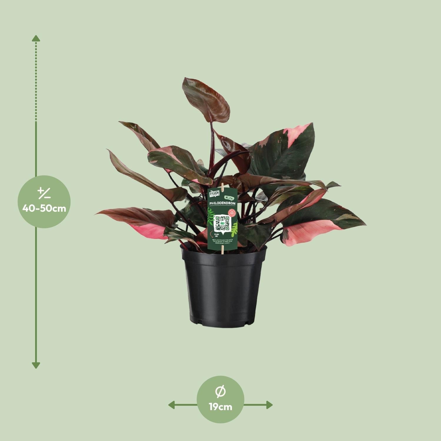 Philodendron Pink Princess – Rosa Philodendron - 35 - 50 cm - Green Guardia - Ihr Experte für Schädlinge und Pflanzen