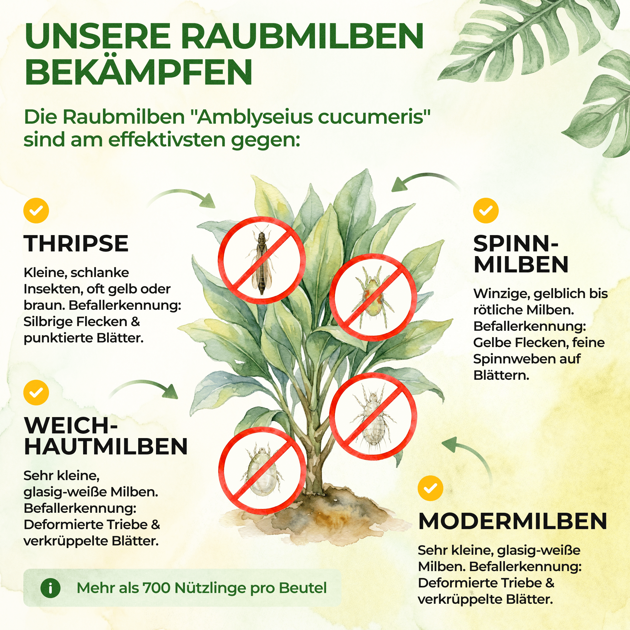 Raubmilben Mix gegen Thripse & Spinnmilben - Green Guardia - Ihr Experte für Schädlinge und Pflanzen