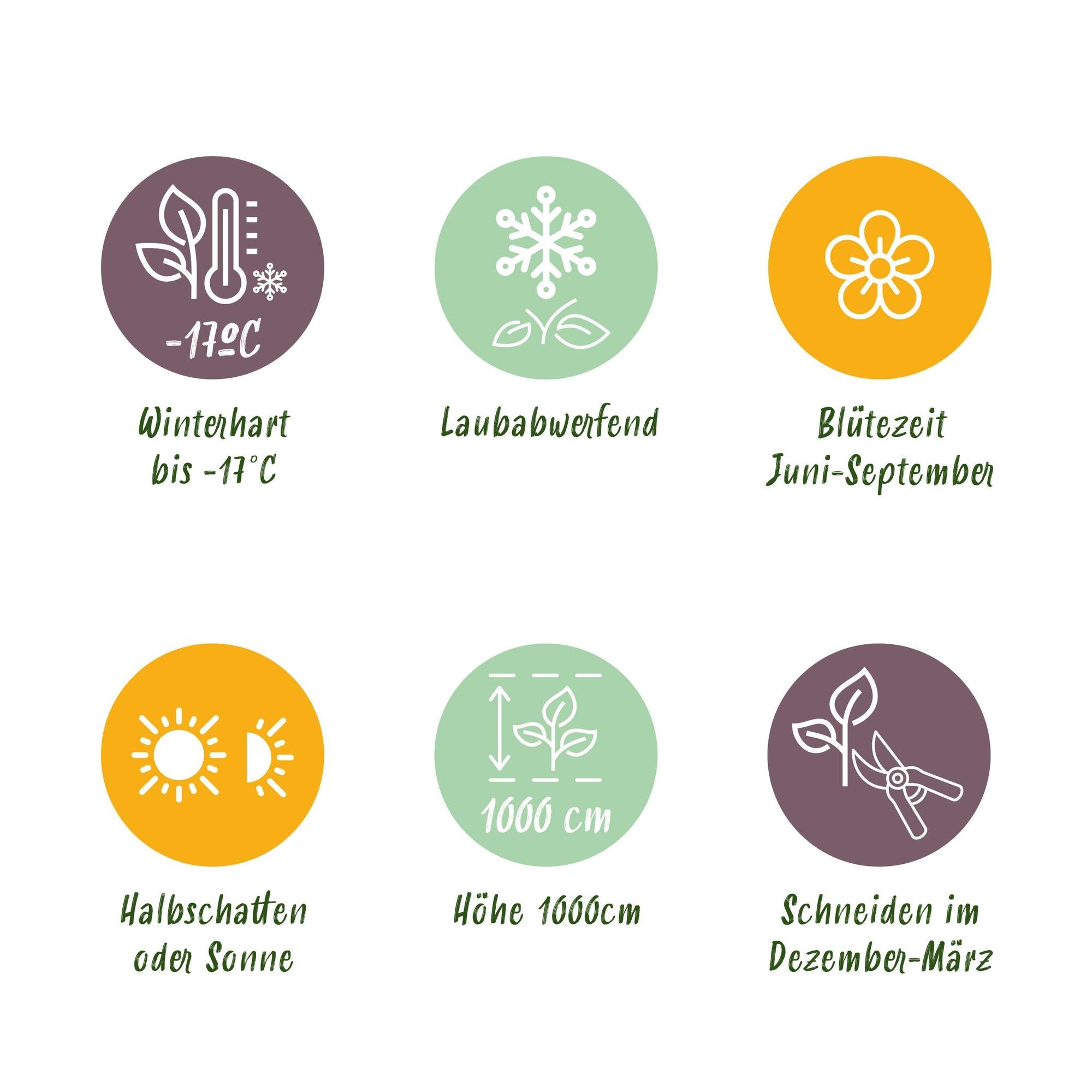 Rosa ‘Red Queen’ – pflegeleichte Kletterrose mit roten Blüten, 2 Pflanzen, 11 cm Topf, 40 cm Höhe - Green Guardia - Ihr Experte für Schädlinge und Pflanzen