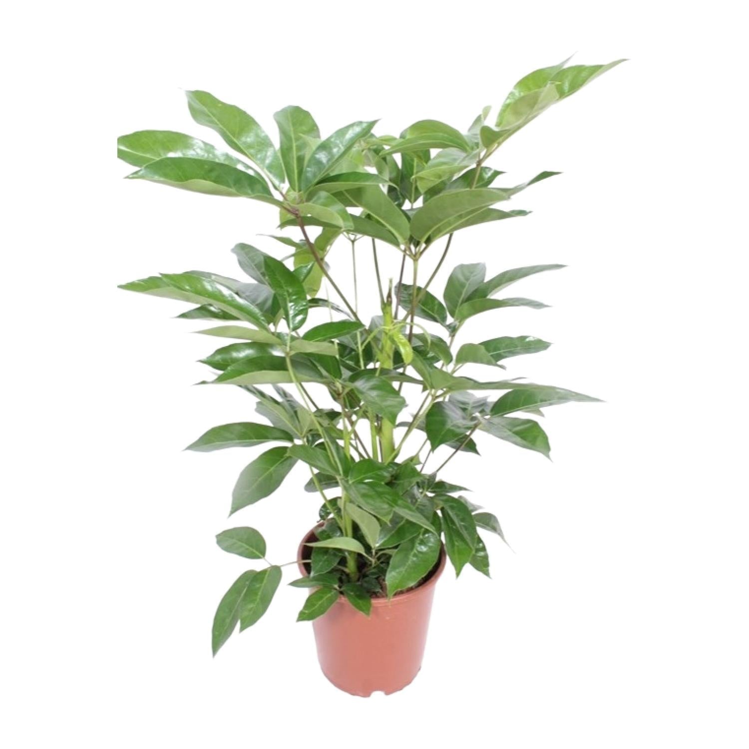 Schefflera actinophylla ‘Amate’ – Strahlenaralie – 24 cm Topf, 100 cm hoch - Green Guardia - Ihr Experte für Schädlinge und Pflanzen